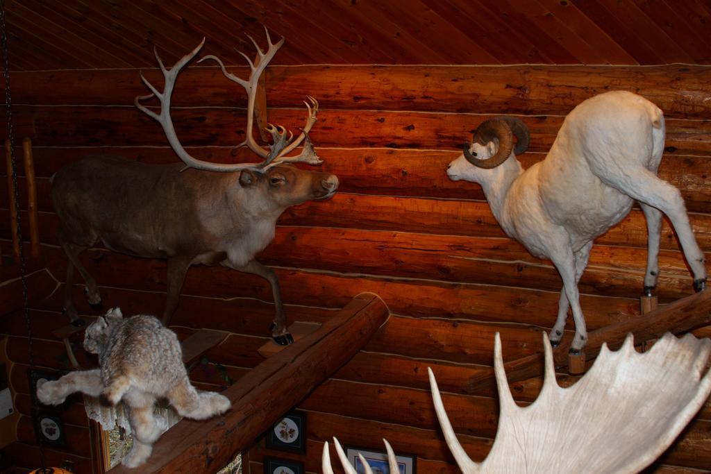 Wise Old Hunter Lodge Anchor Point Camera foto